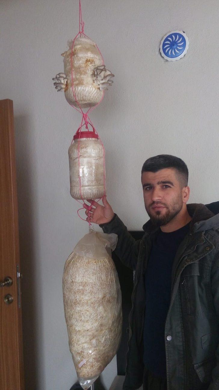 Ev ortamında istiridye mantarı yetiştiriciliği G1