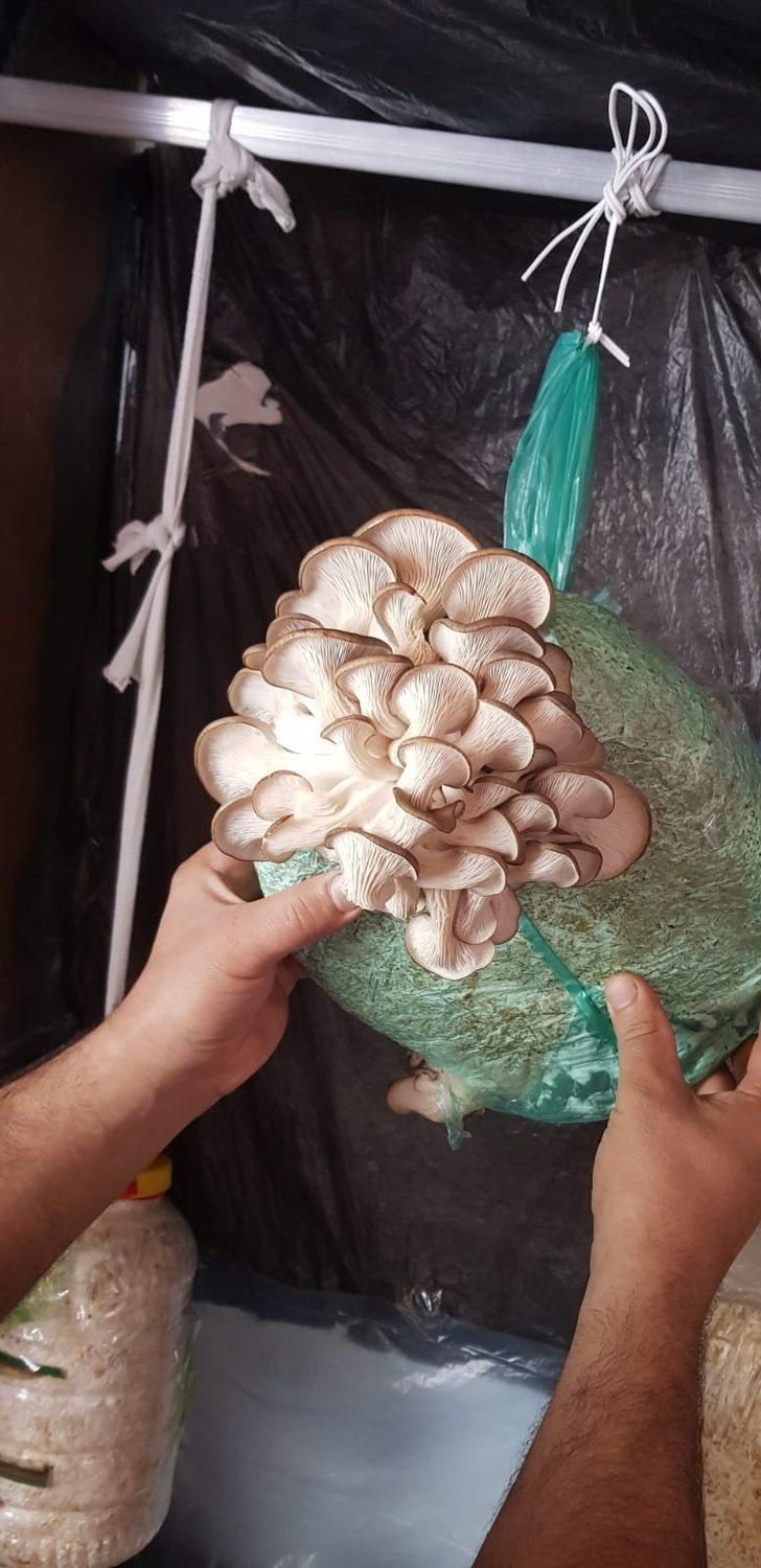 Ev ortamında istiridye mantarı yetiştiriciliği G2