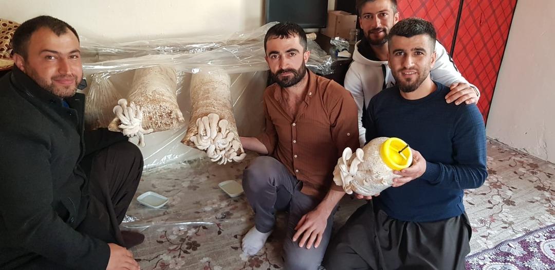 Ev ortamında istiridye mantarı yetiştiriciliği