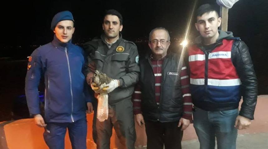 Yaralı kızıl şahine jandarma şefkati