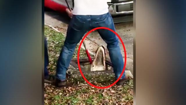 Kedisini ararken timsah buldu