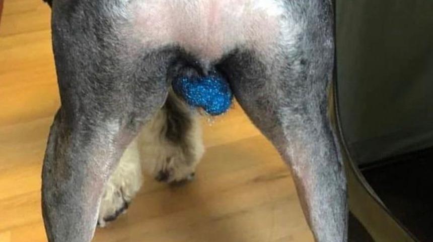 Böyle trend olmaz olsun! Köpeklerin testislerini boyuyorlar