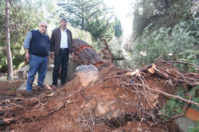 Erdemli'deki seralarda 8 milyon liralık fırtına ve hortum hasarı