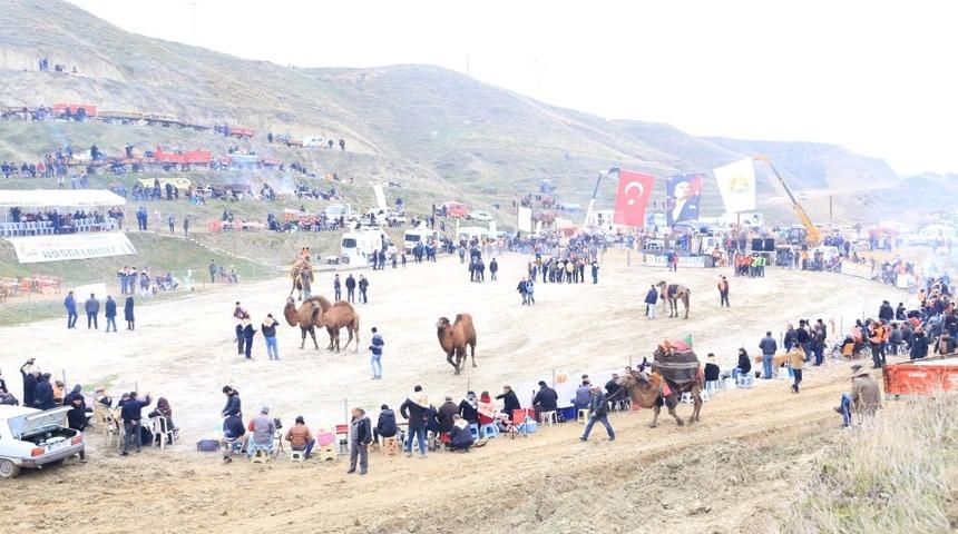 Pehlivan develer pazar g&uuml;n&uuml; Sarayk&ouml;y arenasında buluşuyor