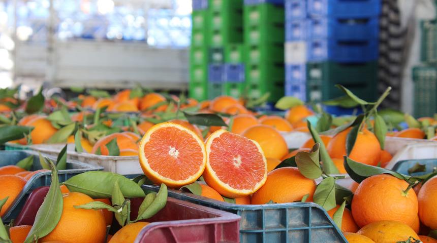 Narenciye ihracatında yılın ilk çeyreğinde mandalina ve limon öne çıktı