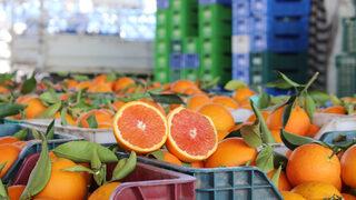 Narenciye ihracatında yılın ilk çeyreğinde mandalina ve limon öne çıktı