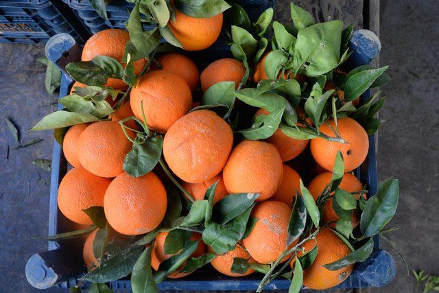 Portakalın hal çıkış fiyatı 1,30, mandalinanın ise 1,80 TL