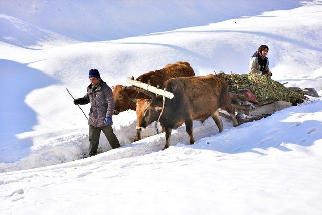 Bitlis’te köylüler kızaklı öküz arabalarıyla hayvanlarına ot taşıyor