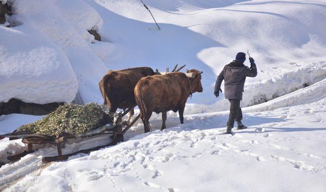 Bitlis’te köylüler kızaklı öküz arabalarıyla hayvanlarına ot taşıyor