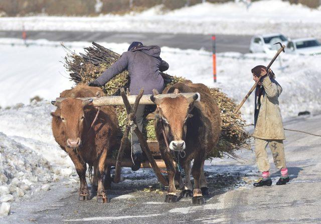 Bitlis’te köylüler kızaklı öküz arabalarıyla hayvanlarına ot taşıyor