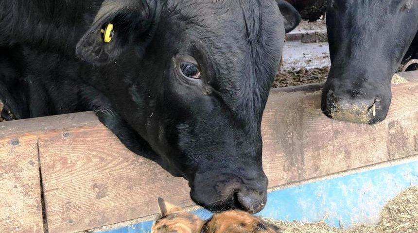 Kedi ile ineğin dostluğu