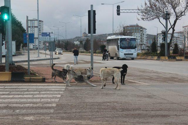 Sokak köpekleri vatandaşların korkulu rüyası oldu