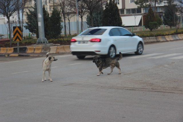 Sokak köpekleri vatandaşların korkulu rüyası oldu