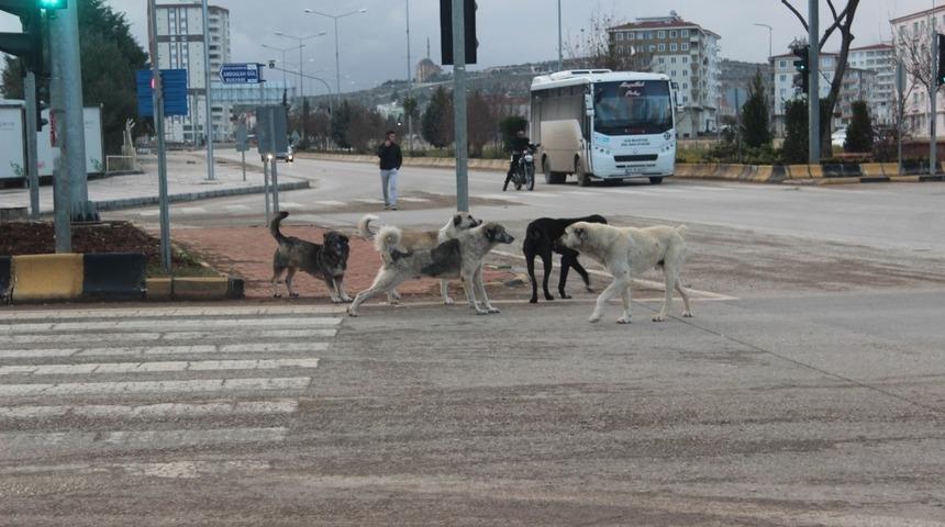 Sokak k&ouml;pekleri vatandaşların korkulu r&uuml;yası oldu