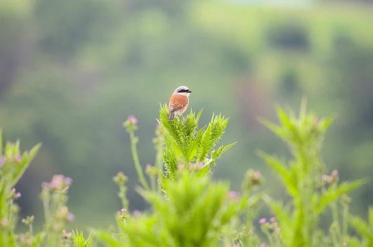 'Varşova'dan gelen zavallı talihsiz kuş' Herkes bu haberi konuşuyor! G3