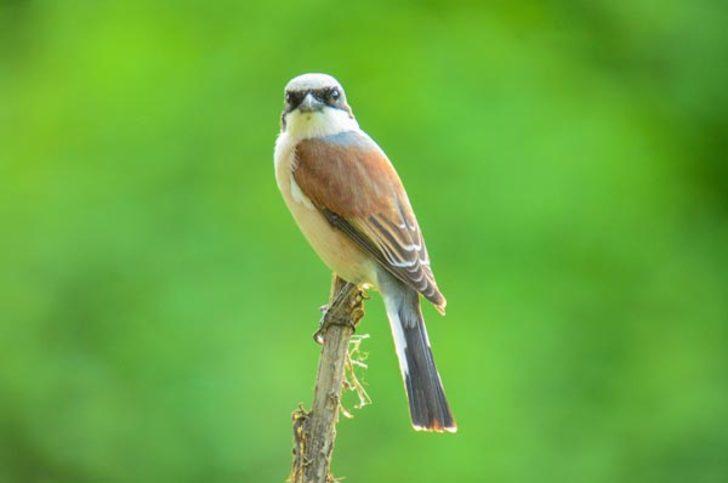 'Varşova'dan gelen zavallı talihsiz kuş' Herkes bu haberi konuşuyor! G4