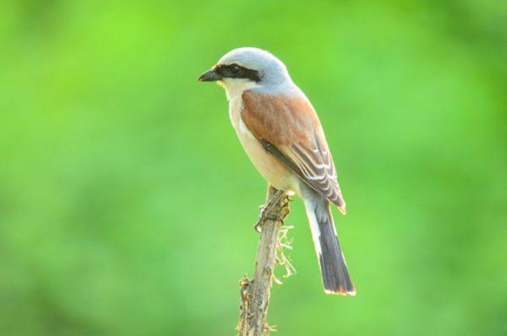 'Varşova'dan gelen zavallı talihsiz kuş' Herkes bu haberi konuşuyor! G5