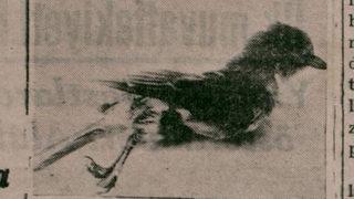 'Varşova'dan gelen zavallı talihsiz kuş' Herkes bu haberi konuşuyor!