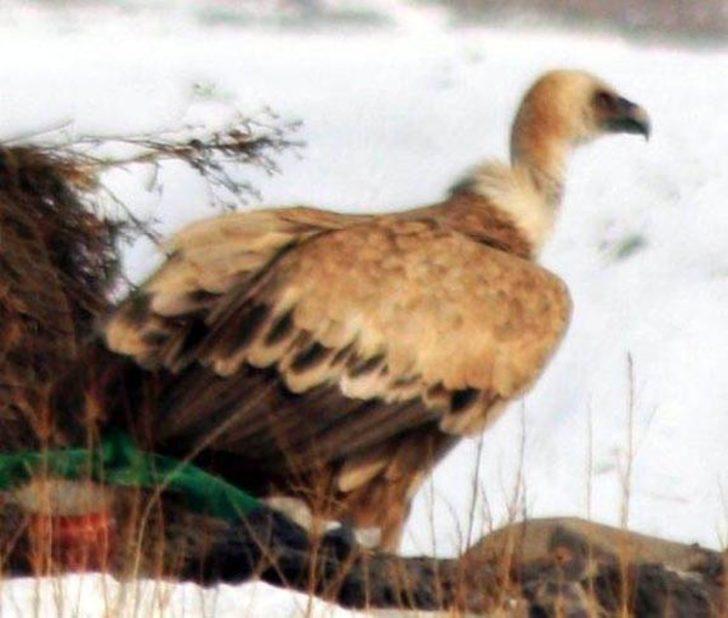 Sakallı akbabalar Kars'ta ortaya çıktı G1