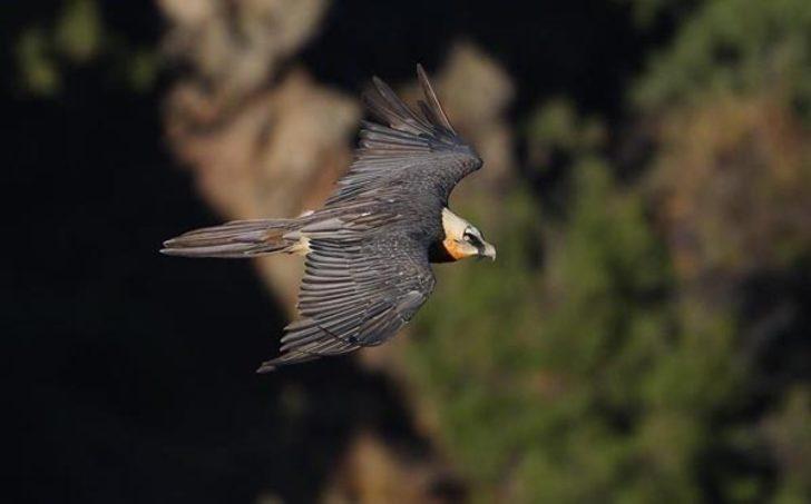 Sakallı akbabalar Kars'ta ortaya çıktı G3