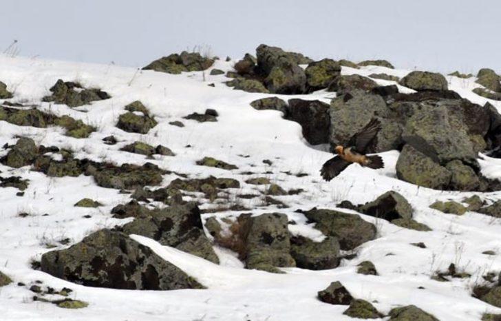 Sakallı akbabalar Kars'ta ortaya çıktı G5