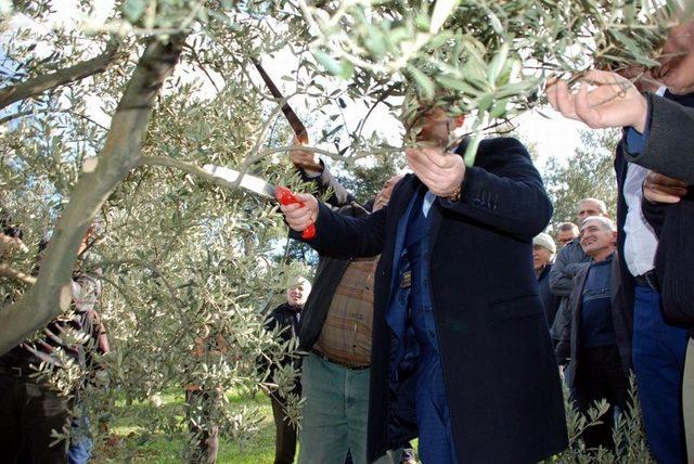 Zeytin üreticisine budama kursu