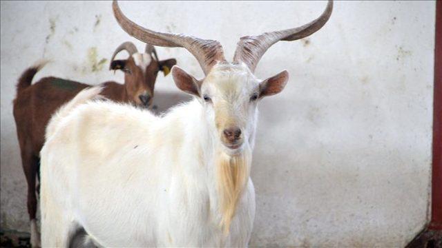 Rüyada keçi görmek ne anlama gelir? Rüyada keçi sürüsü, doğurduğunu görmek ne demek?