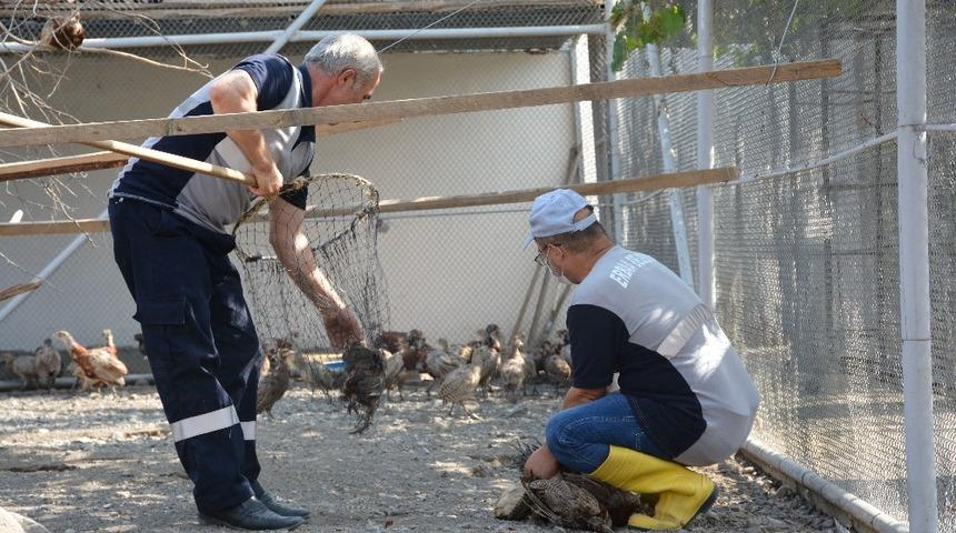 Kene ile m&uuml;cadele i&ccedil;in 5 bin kanatlı doğaya salındı