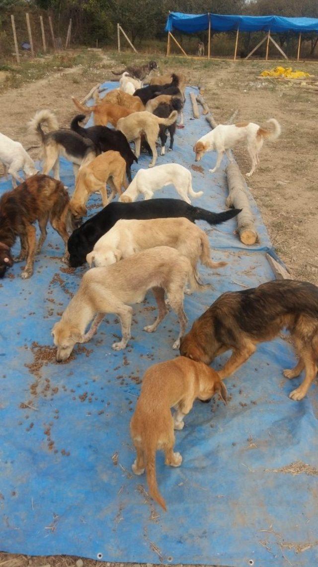 Doğuştan iki gözü olmayan köpeğe bebeği gibi bakıyor