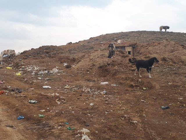 Sokak köpeklerini eski çöplük alanında ölüme terk ettiler