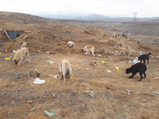 Sokak köpeklerini eski çöplük alanında ölüme terk ettiler