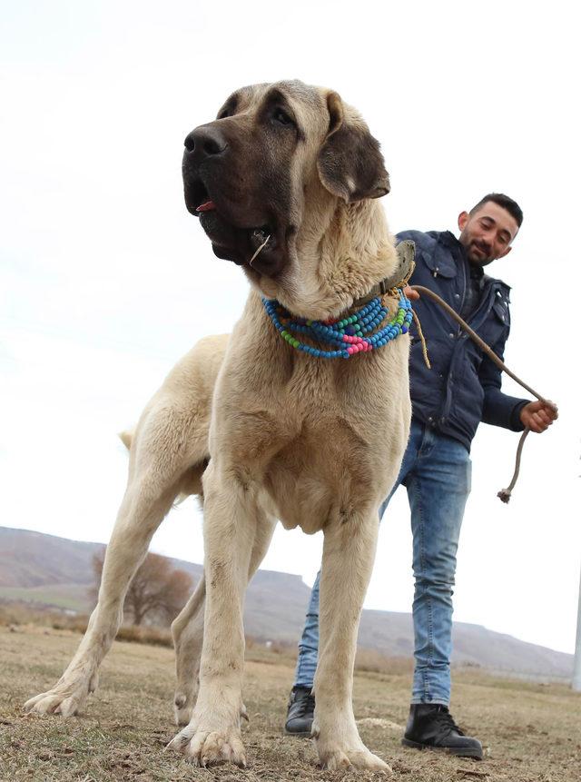 'Aksaray Malaklısı' köpeklere yoğun talep