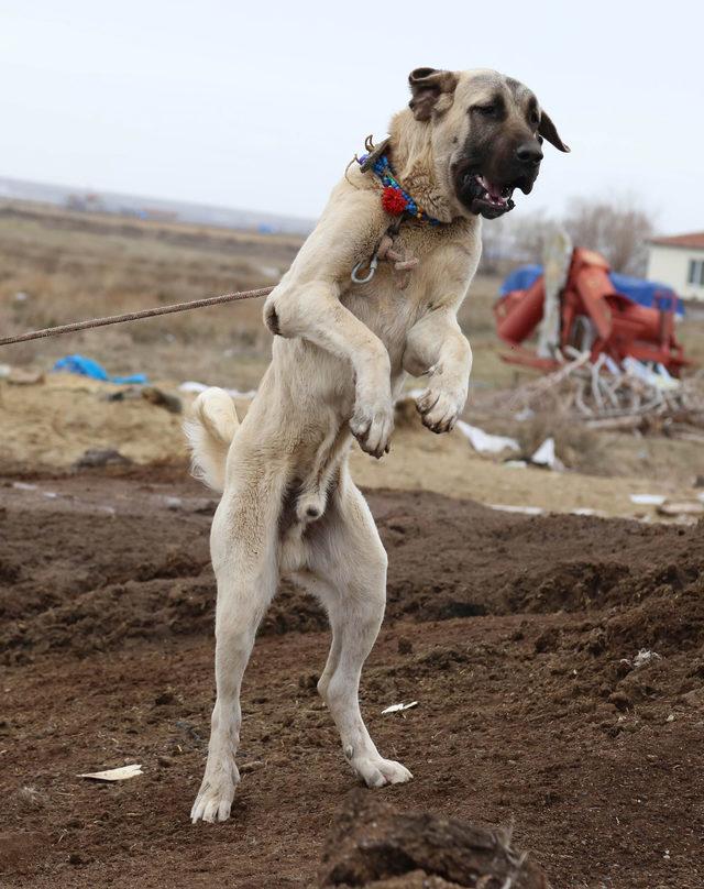 'Aksaray Malaklısı' köpeklere yoğun talep