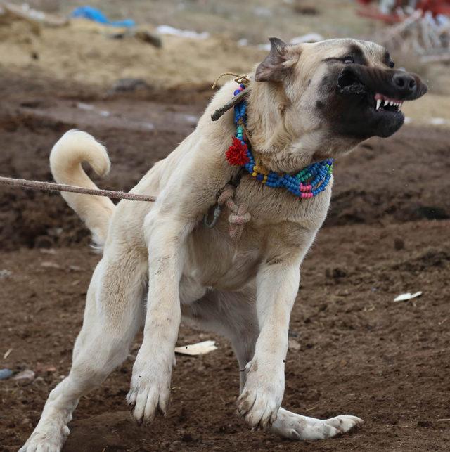 'Aksaray Malaklısı' köpeklere yoğun talep