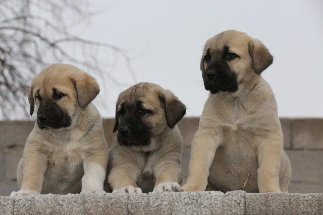 'Aksaray Malaklısı' köpeklere yoğun talep