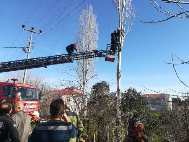 Ağaç budarken elektrik akımına kapıldı