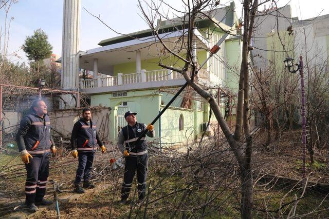 Siirt’te ağaç budama çalışmaları başladı