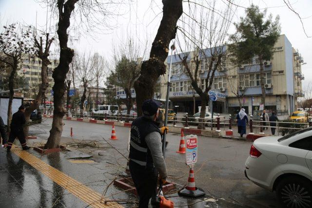 Siirt’te ağaç budama çalışmaları başladı