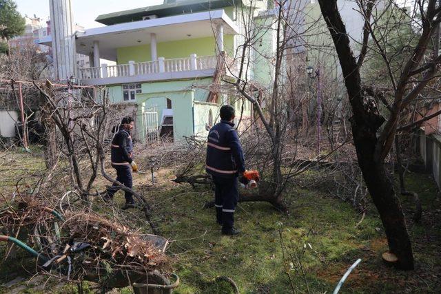 Siirt’te ağaç budama çalışmaları başladı