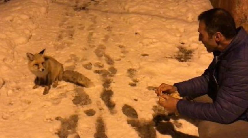 Bayburt'ta k&ouml;ye inen tilkiye yiyecek ikram ettiler!