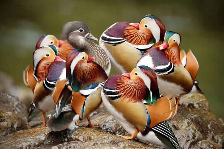 Doğa Fotoğrafları Festivali'nden etkileyici kareler  G3