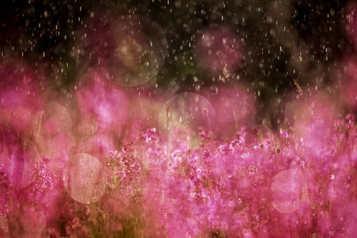 Doğa Fotoğrafları Festivali'nden etkileyici kareler  G5