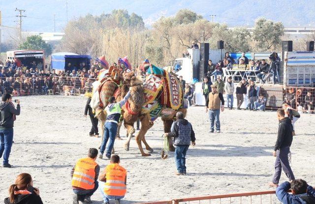 Başkan Çerçioğlu, Söke deve güreşi festivaline katıldı