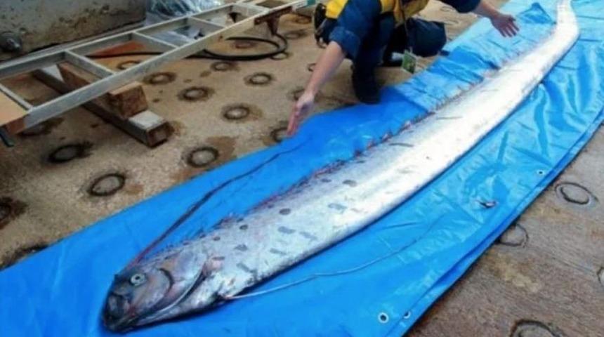Japonya'da denizin dibinden çıktı... Panik üst seviyede! Kürek balığı deprem habercisi mi?