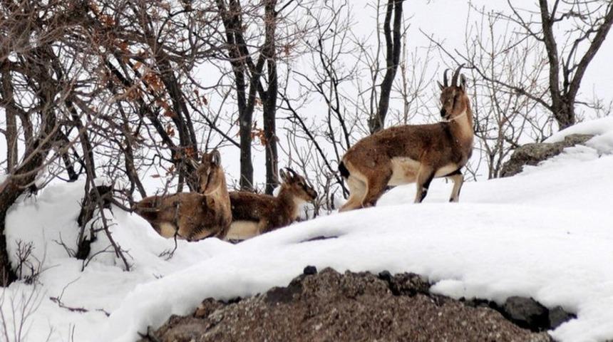 Kahramanmaraş'ta büyük skandal! 100 yıl sonra ilk kez görülmüştü
