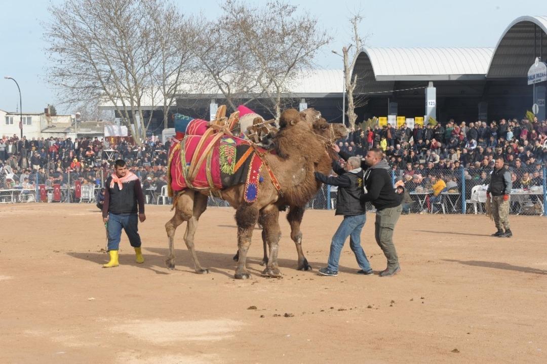 Biga&rsquo;da deve g&uuml;reşleri nefes kesti