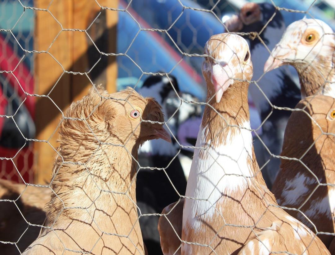 Osmaniye'de G&uuml;vercin Festivali'nin kazananı belli oldu 