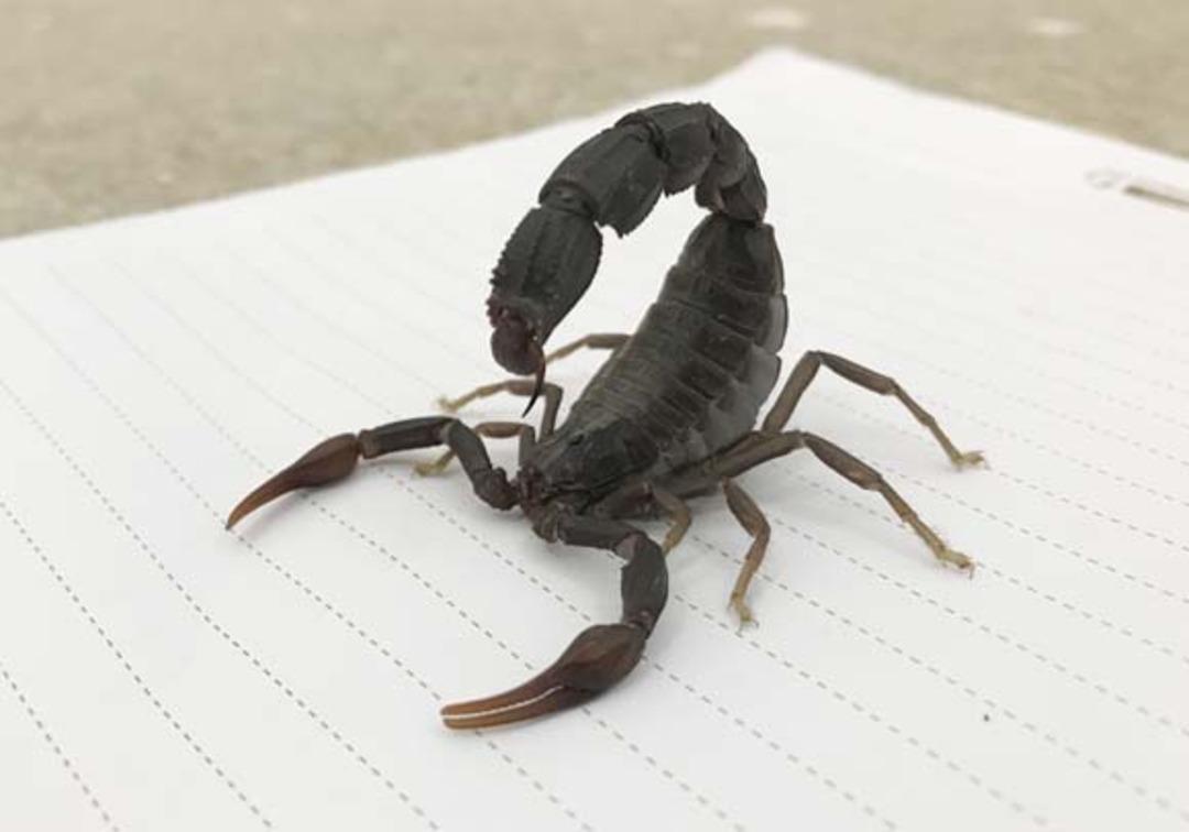 T&uuml;rkiye i&ccedil;in b&uuml;y&uuml;k şans! Litresi 10 milyon dolar... 