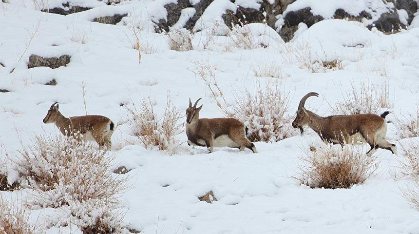 Kahramanmaraş'ta 100 yıl sonra ilk kez görülen yaban keçisini öldürdüler!