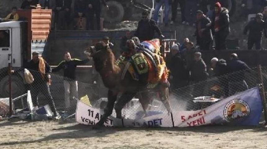 Deve güreşi savaşa dönüştü! Çok sayıda gözaltı var